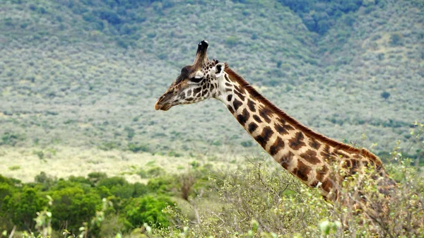 Zürafa Bitkiler Arasındaki Savanada Yürüyor — Stok fotoğraf