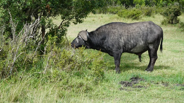 African Buffalo Syncerus Caffer Eating Grass — Stock Photo, Image