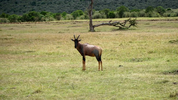 Topi Antelope Sau Damaliscus Korrigum Africa Kenya — Fotografie, imagine de stoc