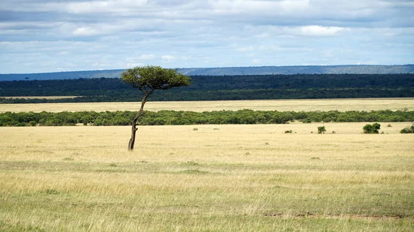 Kenya Afrika 'daki Akasya Ağaçları