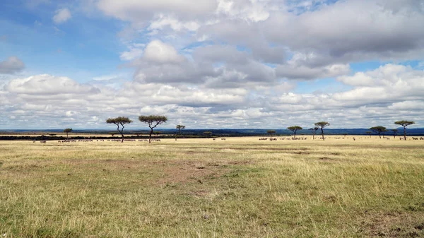 Savanna and Grass Fields in Kenya, Africa