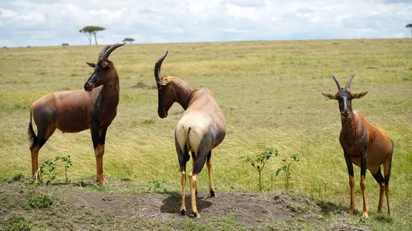 Topi Antelopes Monte — Fotografia de Stock