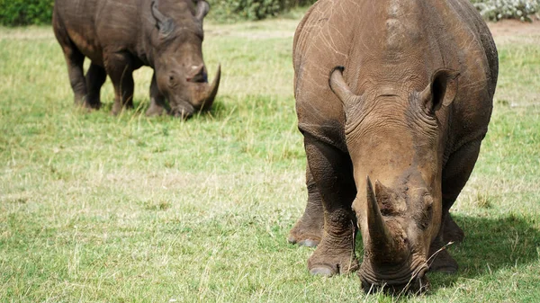 Neushoorns Neushoorn Grazen Een Open Veld Zuid Afrika — Stockfoto