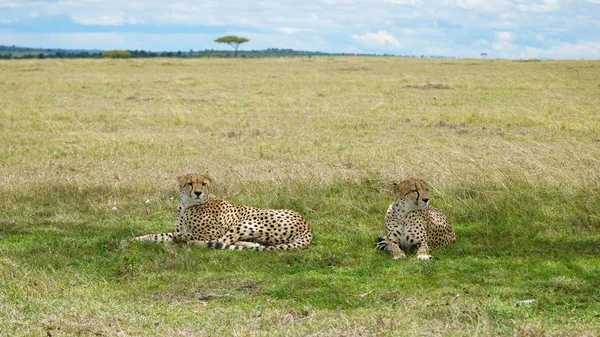 Twee Cheetahs Lay Relax Schaduw Rechtenvrije Stockafbeeldingen