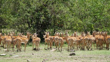 Impalas (Aepyceros Melampus) veya Güney Afrika 'daki Antiloplar