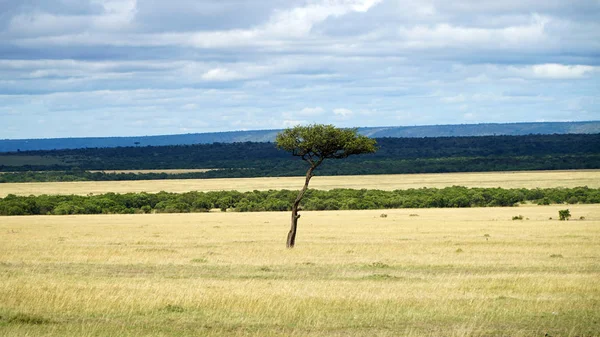 akasya ağacı açık savana Plains