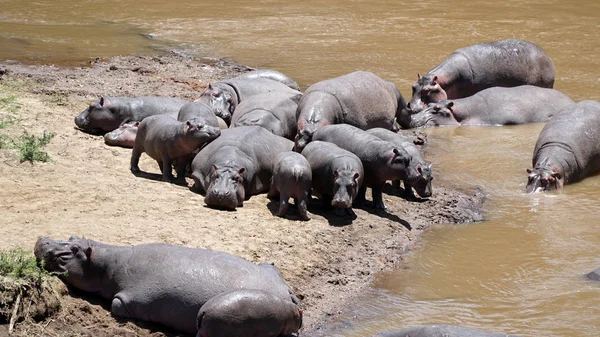Vahşi Yaşam 'daki Hippopotamus ya da Su Aygırları Grubu