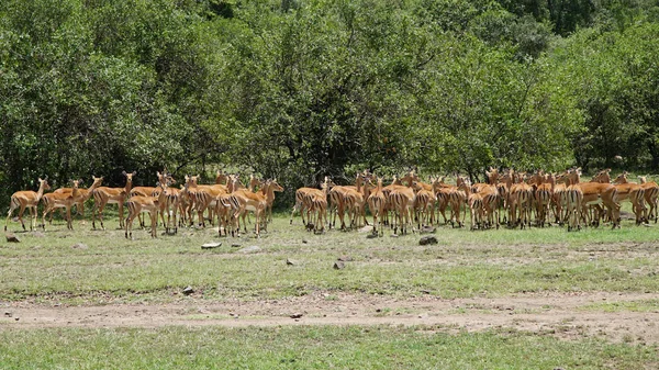 Импалы Антилопы Грассленде Саванны Африке — стоковое фото