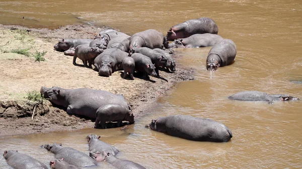 Kenya Afrika 'daki Nehirde Bir Hippopotam ve Su Aygırları Grubu