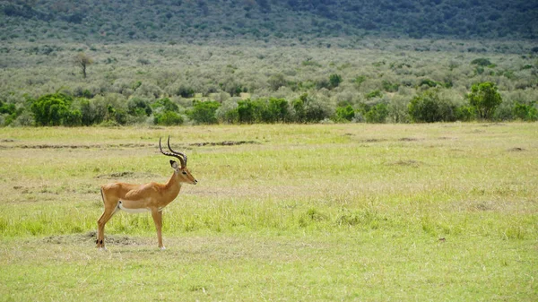 Férfi Impala Antilop Vadonban — Stock Fotó