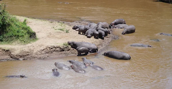Afrika 'nın Vahşi Hayatı' ndaki Hippopotamus ve Hipopotamlar grubu