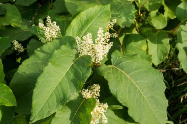 Sonbaharda çiçek açan Sakhalin Knotweed