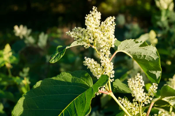 Blooming Sakhalin Knotweed en otoño — Foto de Stock