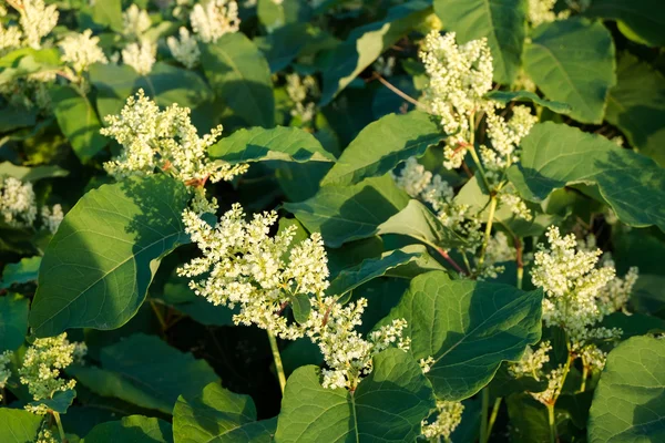 Blooming Sakhalin Knotweed en otoño — Foto de Stock