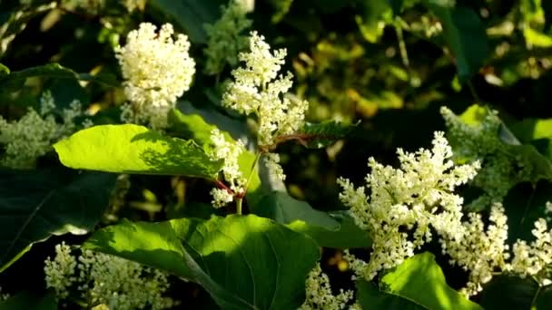 Blooming Sakhalin Knotweed — Stock Video