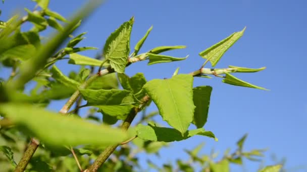 Sachalin-Knöterich im Frühling — Stockvideo