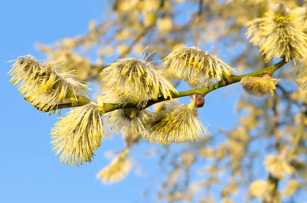 Sauce de cabra con flores — Foto de Stock