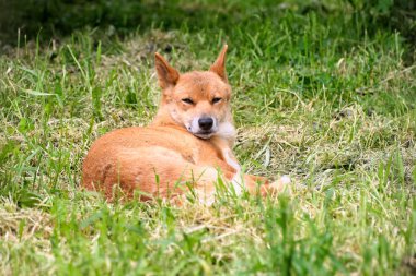 Vahşi Avustralya Dingo