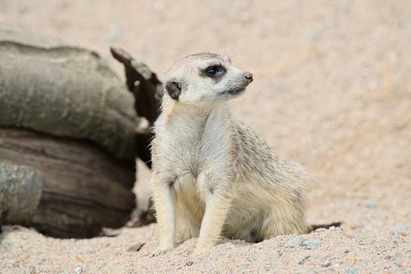 Grappige meerkat kijken — Stockfoto