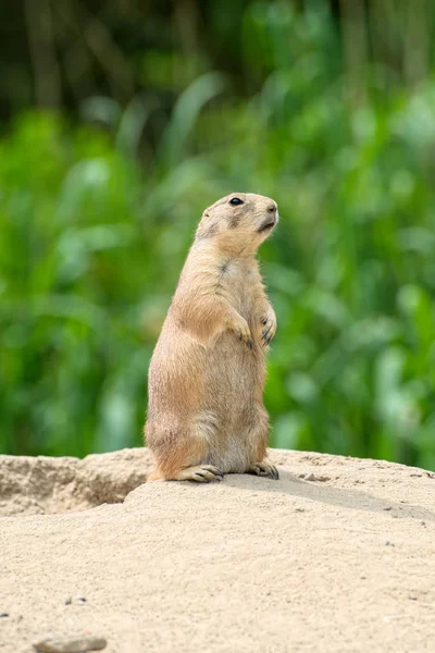 Gopher stands on the hill — Stock Photo, Image