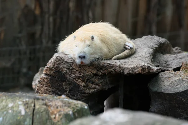 Coypu sleeping on an old stump — Stock Photo, Image