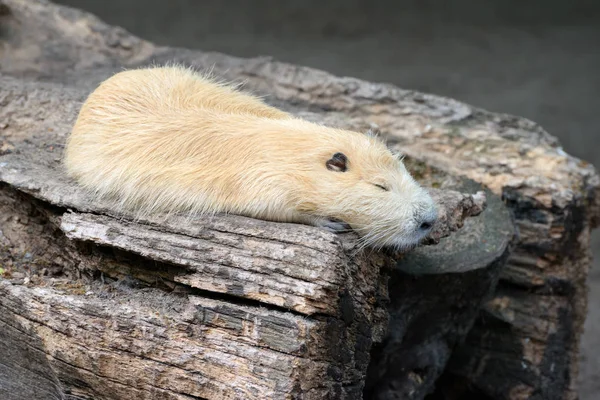 古い切り株の上で眠っているヌートリア — ストック写真