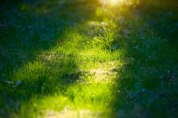 太陽の光で緑の草 — ストック写真