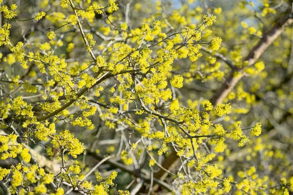 Dogwood kukkivat lähikuva — kuvapankkivalokuva