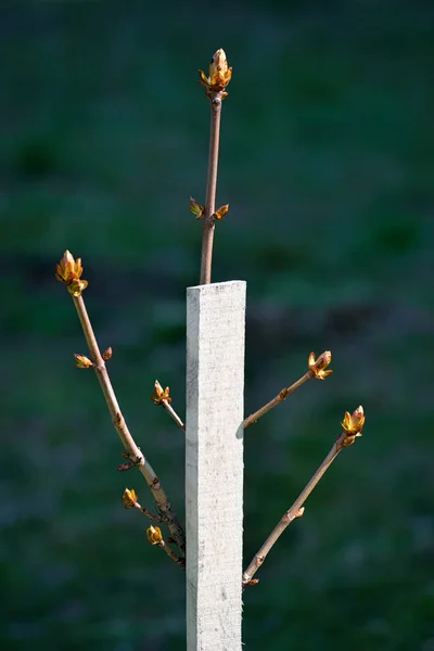 Brotes jóvenes detrás de la tabla de madera. Primavera naturaleza concep —  Fotos de Stock