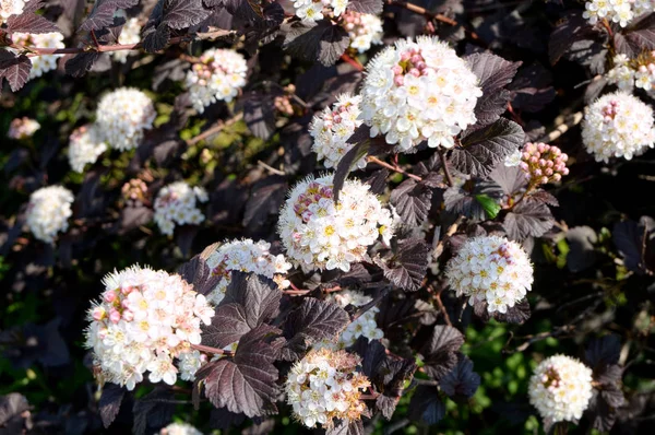 Physocarpus opulifolius Diabolo — ストック写真