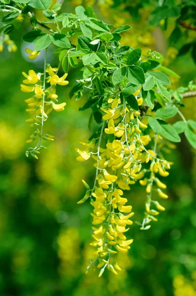 Acacia galbenă înflorește — Fotografie, imagine de stoc