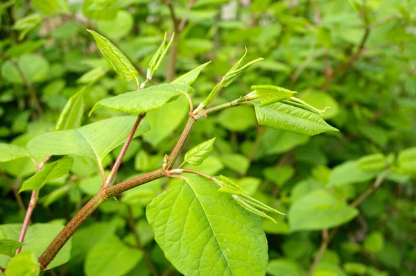 Floreciendo Sakhalin Knotweed en verano —  Fotos de Stock