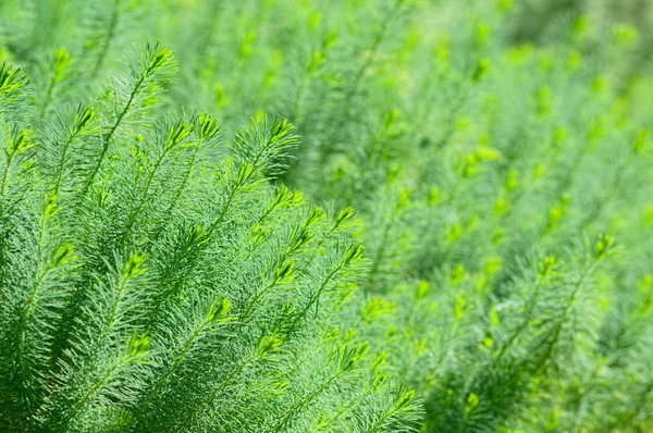 フワフワの緑の植物 — ストック写真