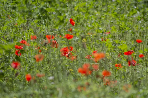 Champ Coquelicots Fleurissant Printemps — Photo