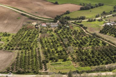 Güney Endülüs 'teki zeytin çiftliği