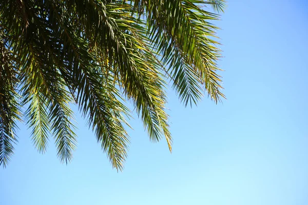 Palm leaves against a sky — Stock Photo, Image