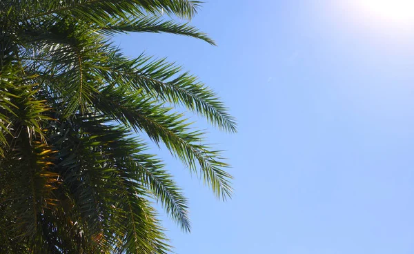 Palm leaves against a blue sky — Stock Photo, Image