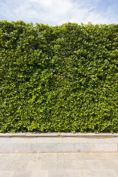 Τοίχο υφή πράσινο φυτό με μαρμάρινα κεραμίδια πατωμάτων — Φωτογραφία Αρχείου