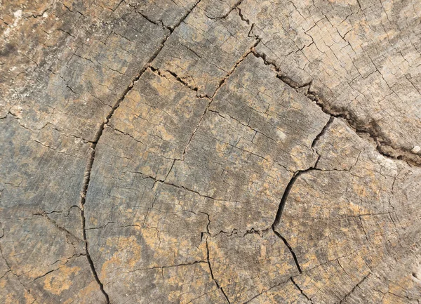 亀裂木の質感 — ストック写真