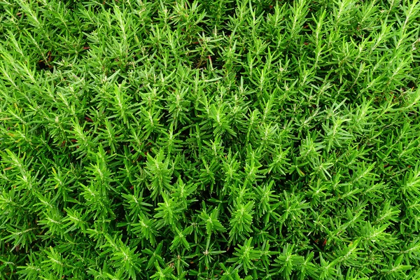 Texture of Green Plant — Stock Photo, Image