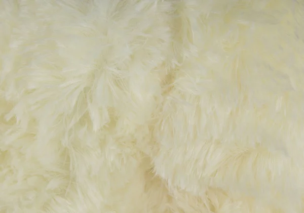 白い毛皮のクローズ アップ — ストック写真