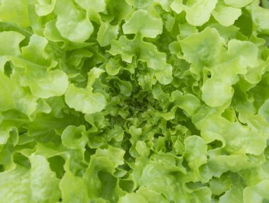 yeşil salata yakın çekim