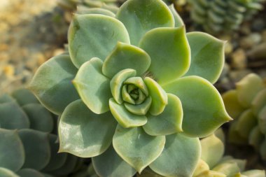 Yeşil kaktüs çiçek arka plan