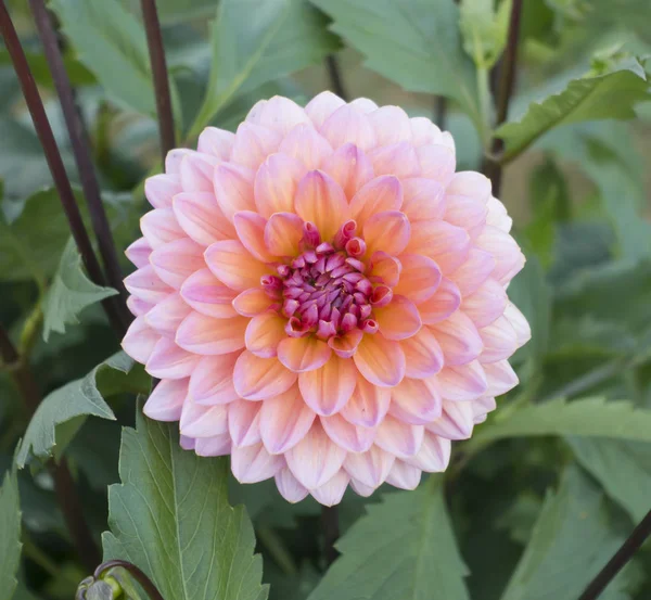 Perfectly formed peach colored dahlia flower in garden