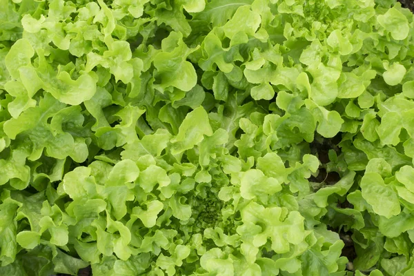 Texture of Green fresh Lettuce Salad — Stock Photo, Image