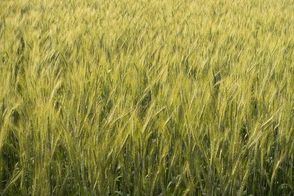 Struttura del campo di riso d'orzo — Foto Stock