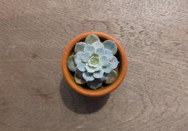 Ahşap masa üzerinde kaktüs Üstten Görünüm