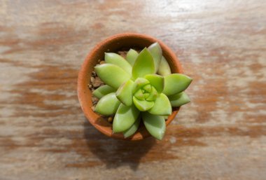 Ahşap masa üzerine yeşil kaktüs Üstten Görünüm