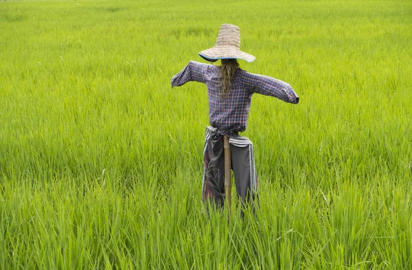 Пугало полевого риса — стоковое фото