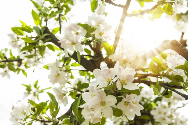 Alberi di mele e fiori primaverili alla luce del sole — Foto Stock